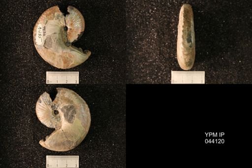 Hoploscaphites nicolletii