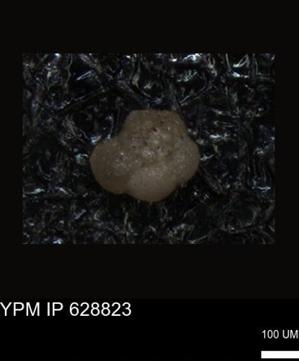 undet. Foraminiferida