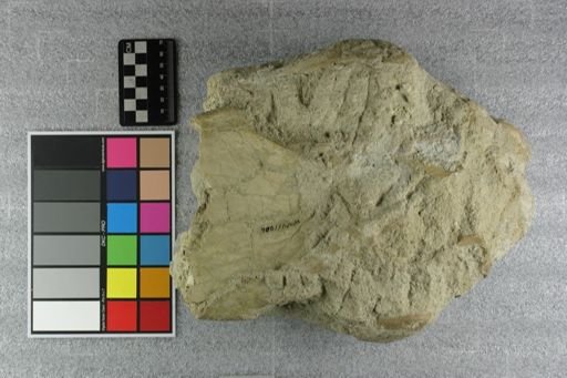 Subhyracodon sp.