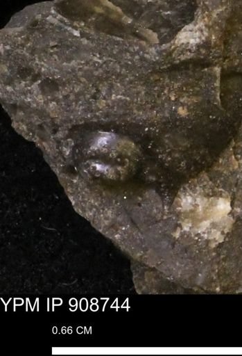undet. Mollusca