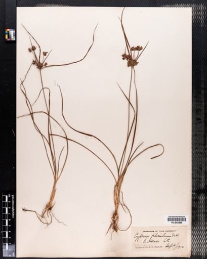 Cyperus filicinus
