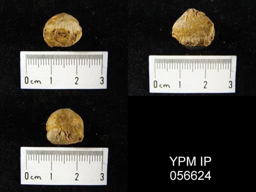 Uncinulus lindenensis
