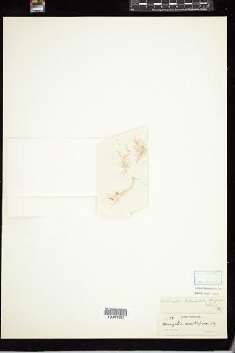 Wrangelia bicuspidata