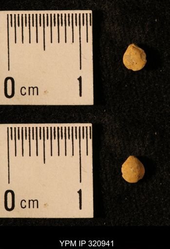 Dielasma elongatum
