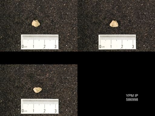Rhynchotrema anticostiensis