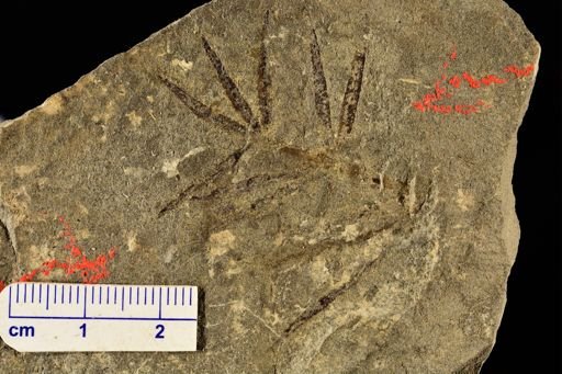 Annularia