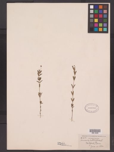Arenaria lateriflora