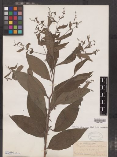 Hackelia virginiana
