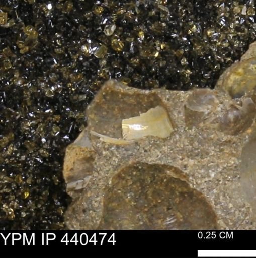 Protocardia subquadrata