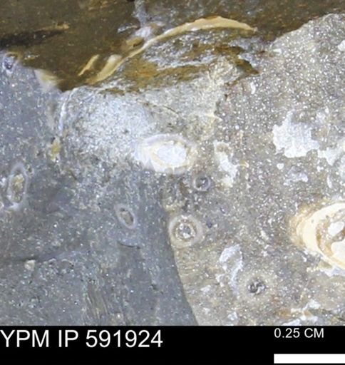 Serpulidae