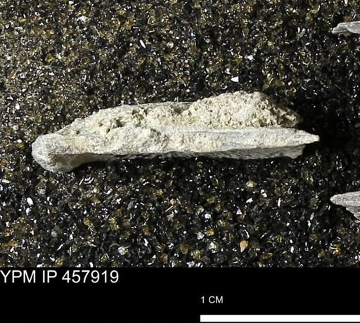 Strophodonta sp.