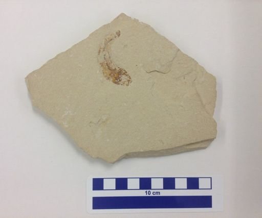Actinopterygii