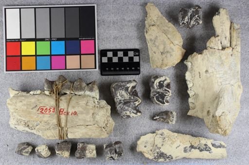 Brontotherium?
