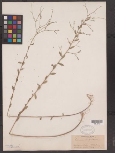Linum striatum