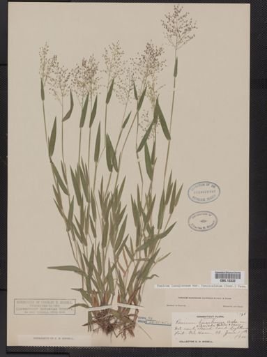Panicum lanuginosum