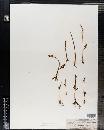 Botrychium simplex
