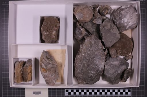 mixed taxa, stratigraphic collection