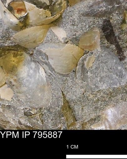 Protocardia?