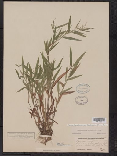 Panicum lanuginosum