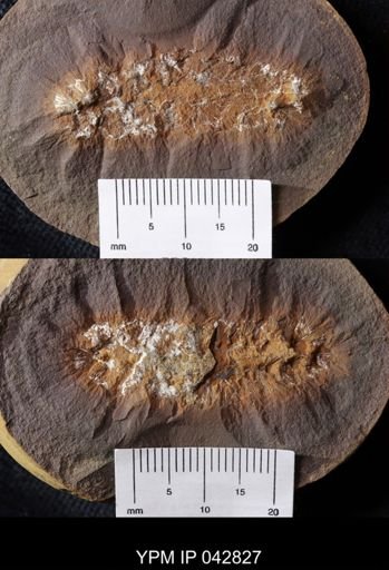 Palaeocampa anthrax