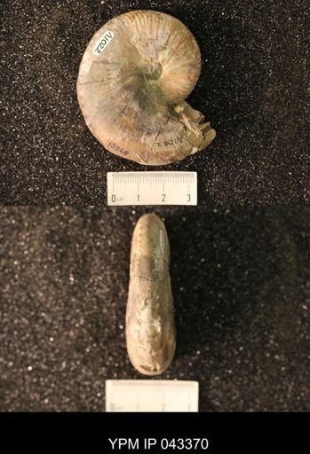 Hoploscaphites nicolletii