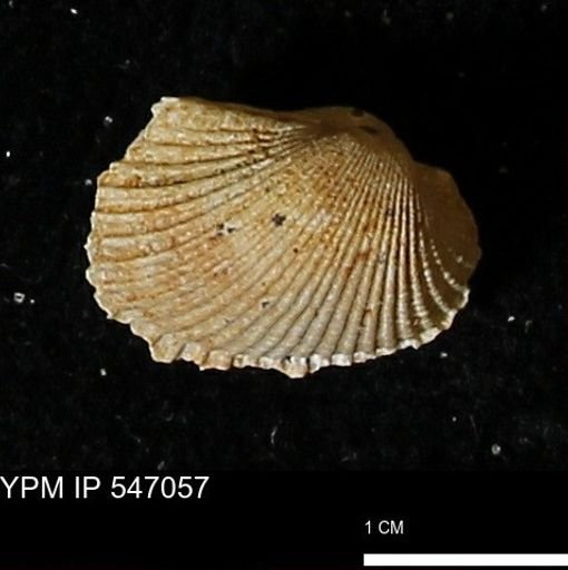 Scapharca transversa