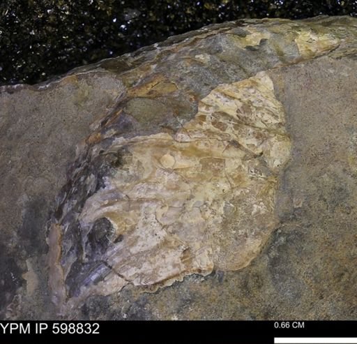 Hoploscaphites sp.