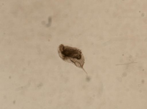 Daphnia pulex