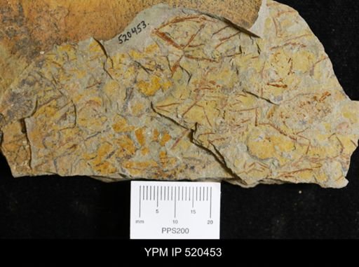 undet. Graptolithina