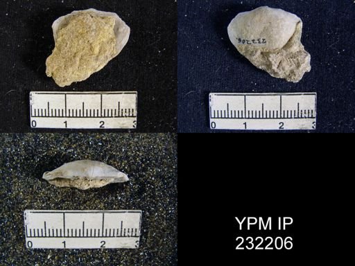 Chonetes granulifer