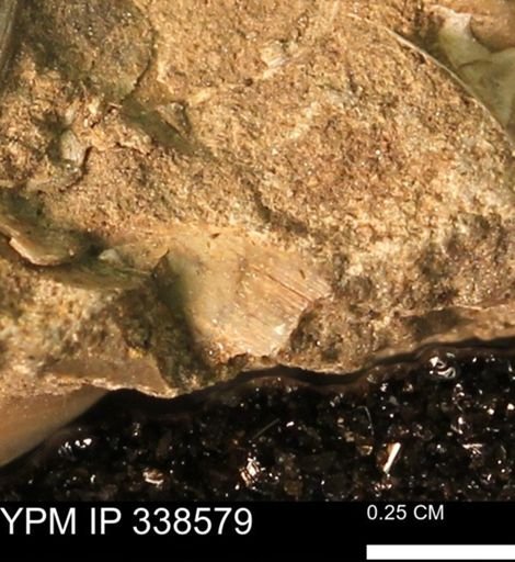 undet. Mollusca