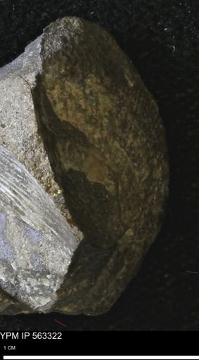 Oxytoma (Hypoxytoma)