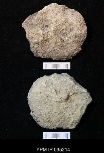 Astraeospongium meniscus