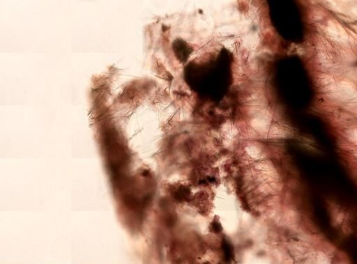 Clathria (Microciona) sp.