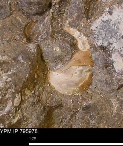 undet. Mollusca