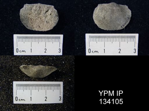 Chonetes coronatus