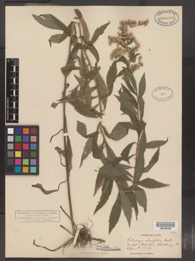 Solidago ulmifolia