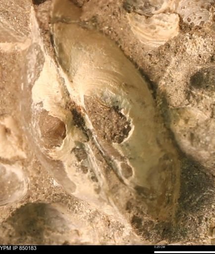 Scaphitidae