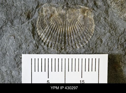 Tropidoleptus carinatus
