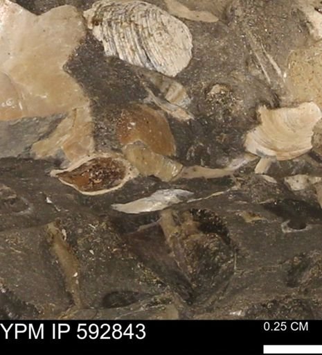 undet. Bivalvia