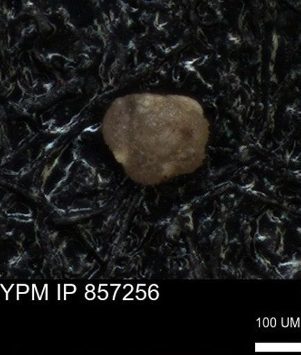 undet. Foraminiferida