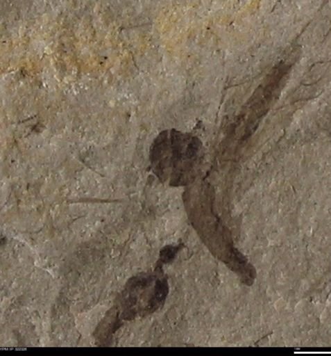 undet. Insecta