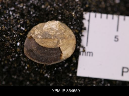 Limopsis striatopunctatus