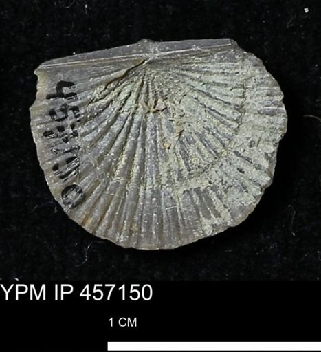 Stropheodonta sp.