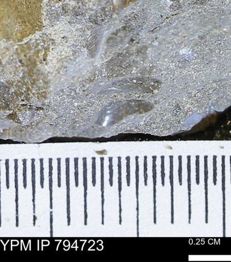 undet. Bivalvia
