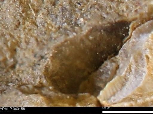 undet. Scaphitidae