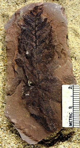 Pecopteris squamosa