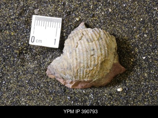 undet. Scaphitidae