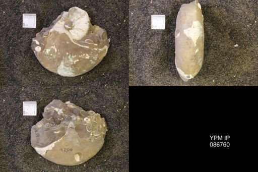Hoploscaphites nicolletii