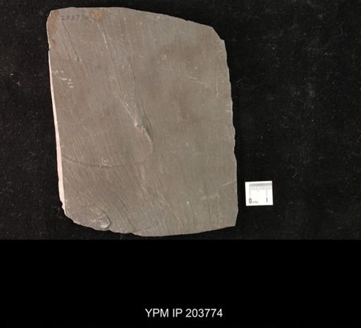 Calycanthocrinus decadactylus